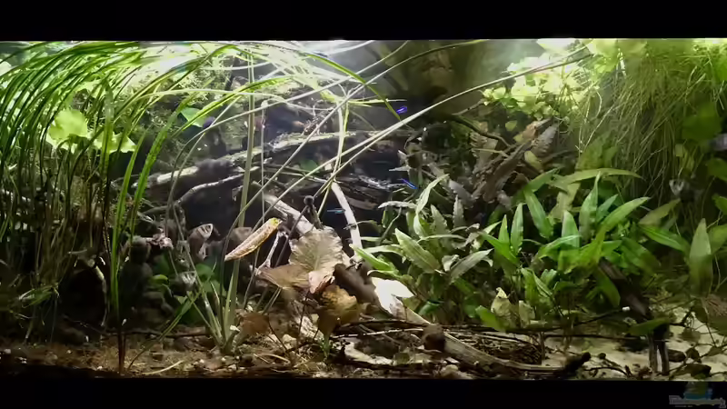 Aquarium Wohnzimmerglück - NUR NOCH BEISPIEL von NaMo (10)