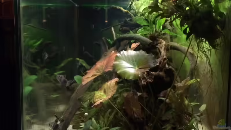 Aquarium Wohnzimmerglück - NUR NOCH BEISPIEL von NaMo (11)
