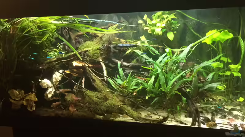 Aquarium Wohnzimmerglück - NUR NOCH BEISPIEL von NaMo (12)