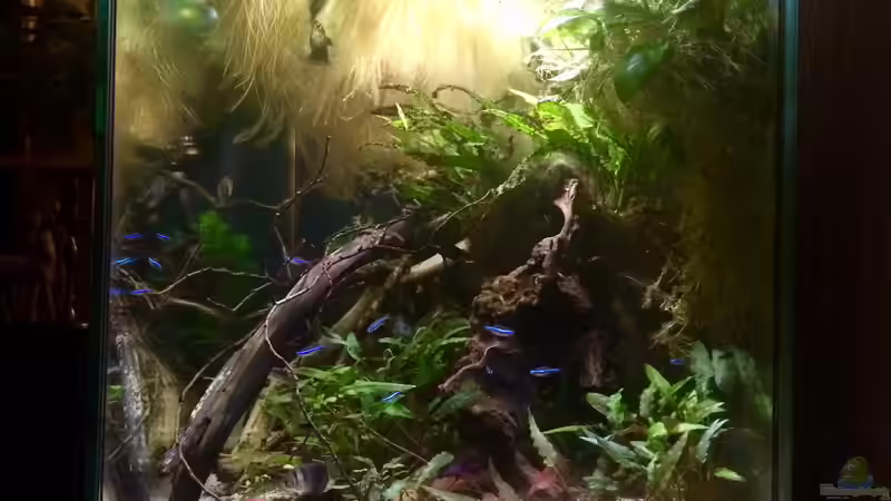 Aquarium Wohnzimmerglück - NUR NOCH BEISPIEL von NaMo (13)