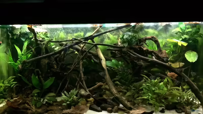 Aquarium Wohnzimmerglück - NUR NOCH BEISPIEL von NaMo (14)