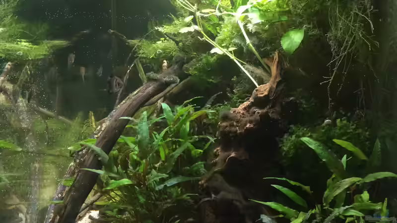 Aquarium Wohnzimmerglück - NUR NOCH BEISPIEL von NaMo (15)