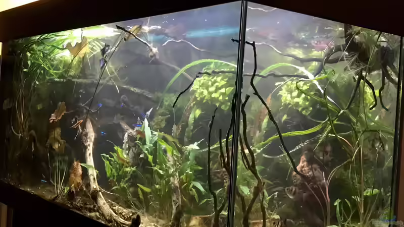 Aquarium Wohnzimmerglück - NUR NOCH BEISPIEL von NaMo (17)
