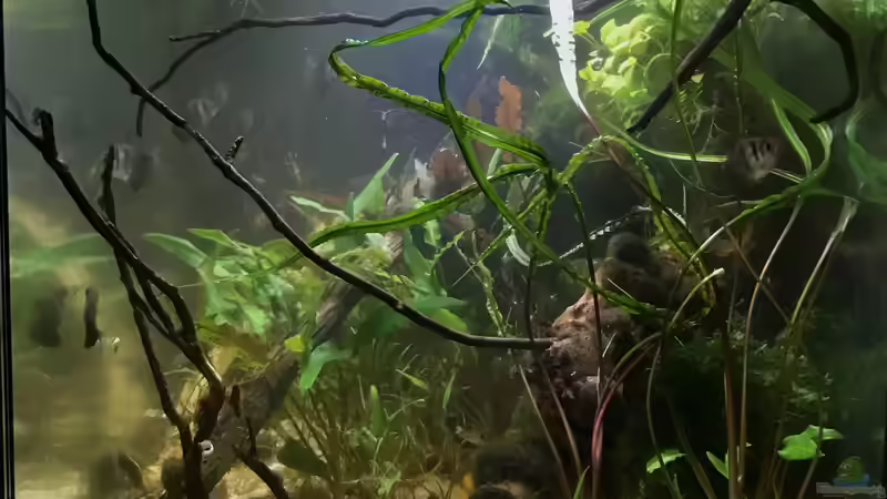 Aquarium Wohnzimmerglück - NUR NOCH BEISPIEL von NaMo (18)