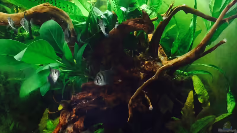 Aquarium Wohnzimmerglück - NUR NOCH BEISPIEL von NaMo (2)