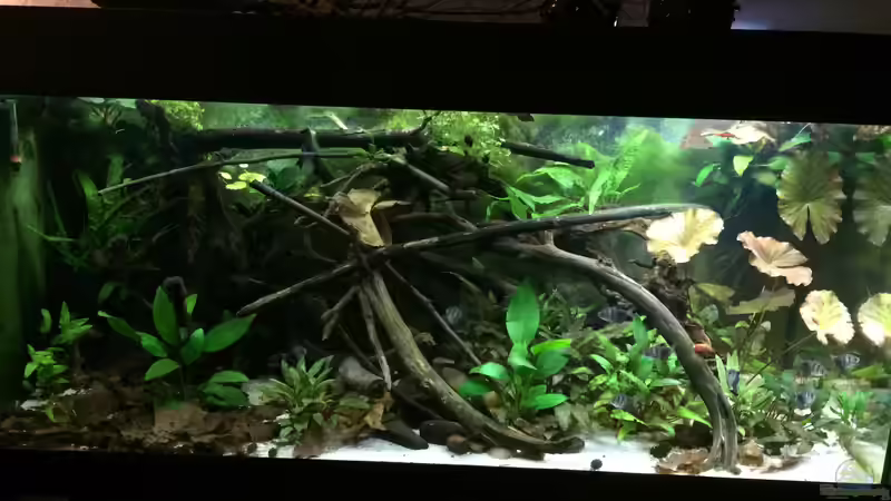 Aquarium Wohnzimmerglück - NUR NOCH BEISPIEL von NaMo (3)