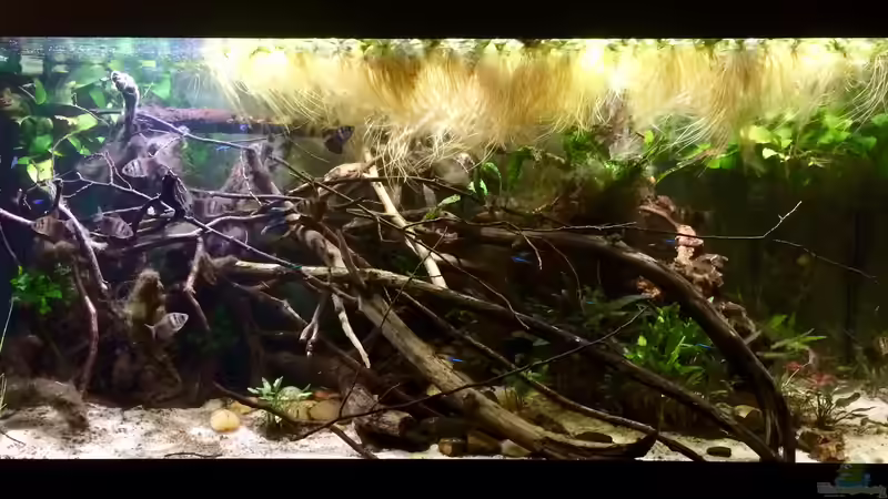 Aquarium Wohnzimmerglück - NUR NOCH BEISPIEL von NaMo (4)