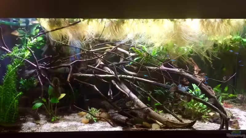 Aquarium Wohnzimmerglück - NUR NOCH BEISPIEL von NaMo (7)