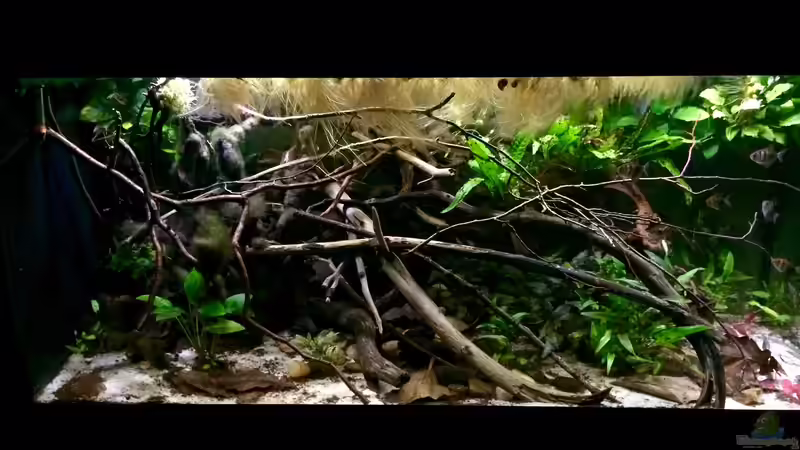 Aquarium Wohnzimmerglück - NUR NOCH BEISPIEL von NaMo (8)