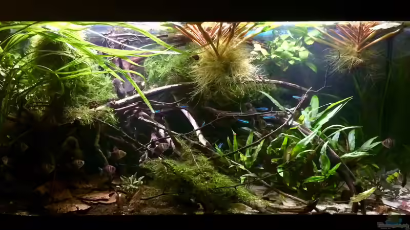 Aquarium Wohnzimmerglück - NUR NOCH BEISPIEL von NaMo (9)