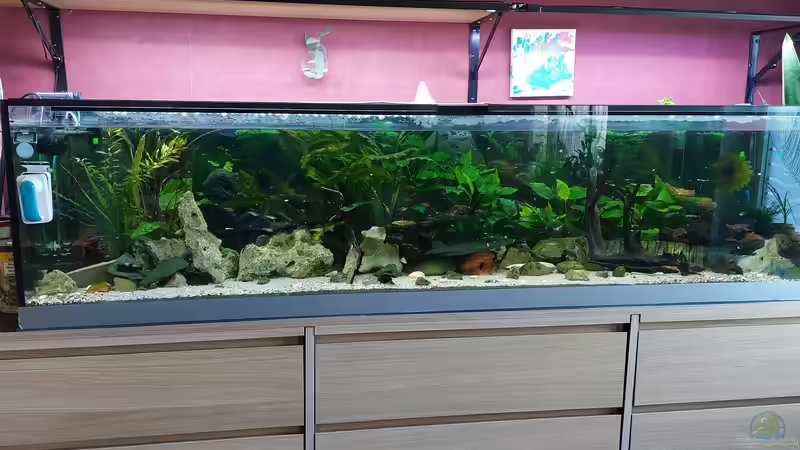 Aquarium Wohnzimmeroase 2.0 ab Juni 2025 von ErfurtOldy (5)