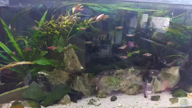 Aquarium Wohnzimmeroase 2.0 ab Juni 2025 von ErfurtOldy (6)