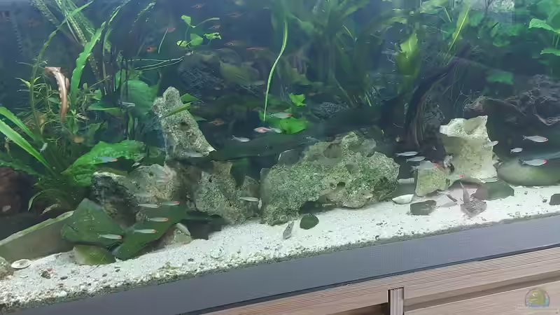 Aquarium Wohnzimmeroase 2.0 ab Juni 2025 von ErfurtOldy (8)