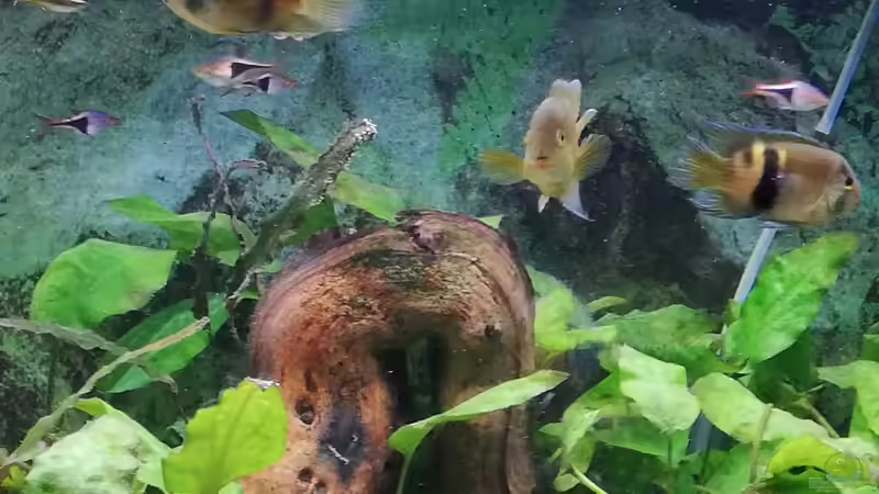 Aquarium Wohnzimmeroase bis 04/2025 von ErfurtOldy (10)