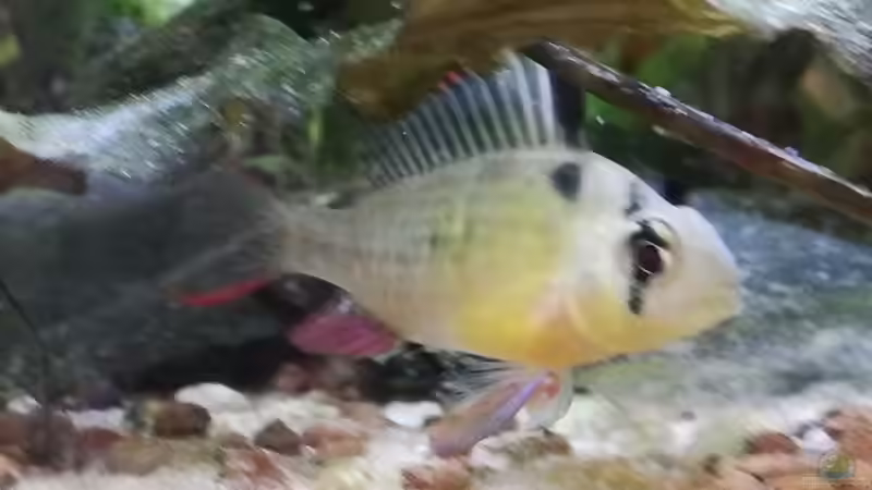 Aquarium Wohnzimmeroase bis 04/2025 von ErfurtOldy (13)