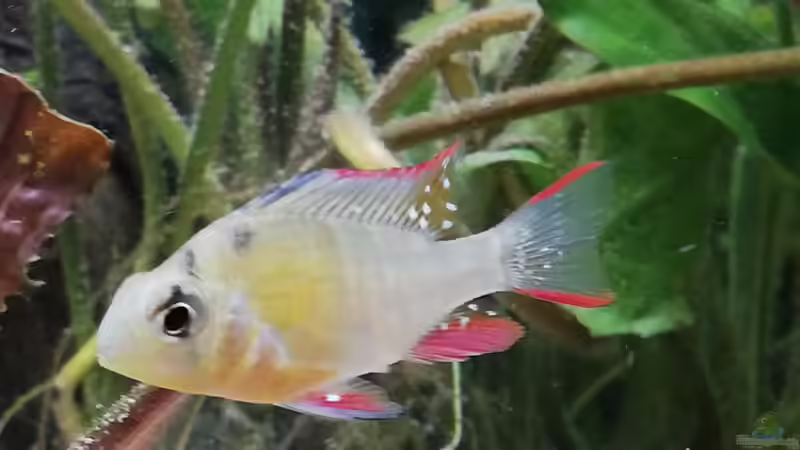 Aquarium Wohnzimmeroase bis 04/2025 von ErfurtOldy (14)