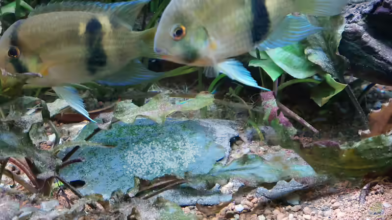 Aquarium Wohnzimmeroase bis 04/2025 von ErfurtOldy (15)