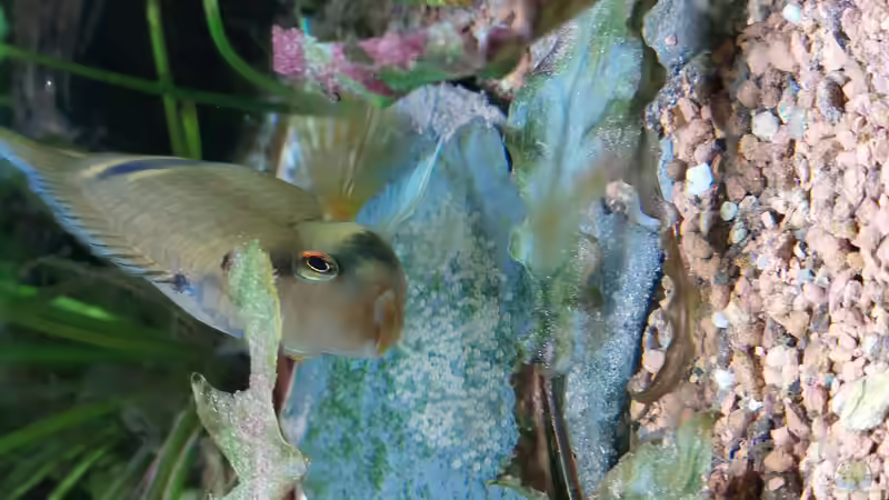 Aquarium Wohnzimmeroase bis 04/2025 von ErfurtOldy (16)