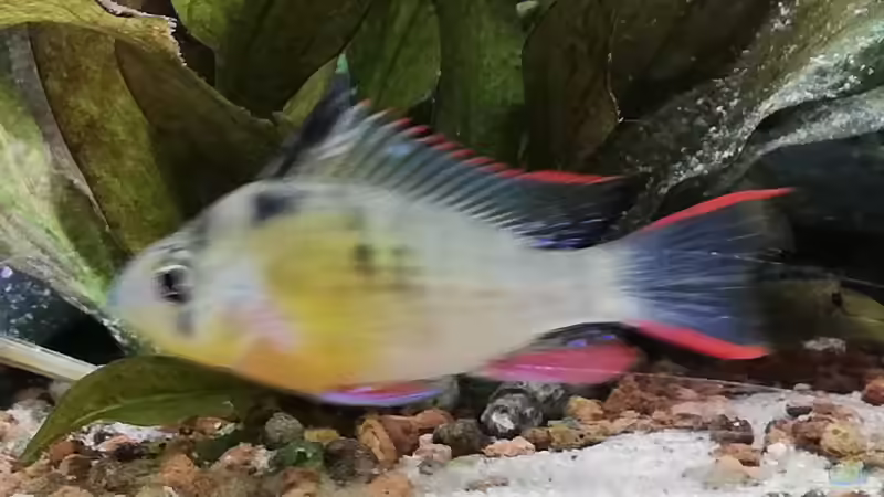 Aquarium Wohnzimmeroase bis 04/2025 von ErfurtOldy (17)