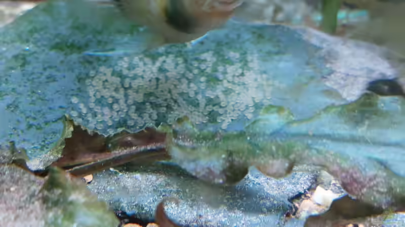 Aquarium Wohnzimmeroase bis 04/2025 von ErfurtOldy (18)