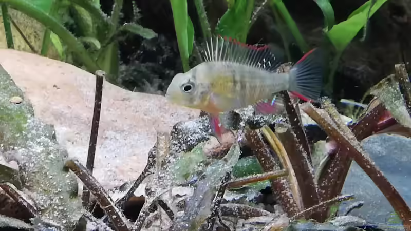 Aquarium Wohnzimmeroase bis 04/2025 von ErfurtOldy (20)