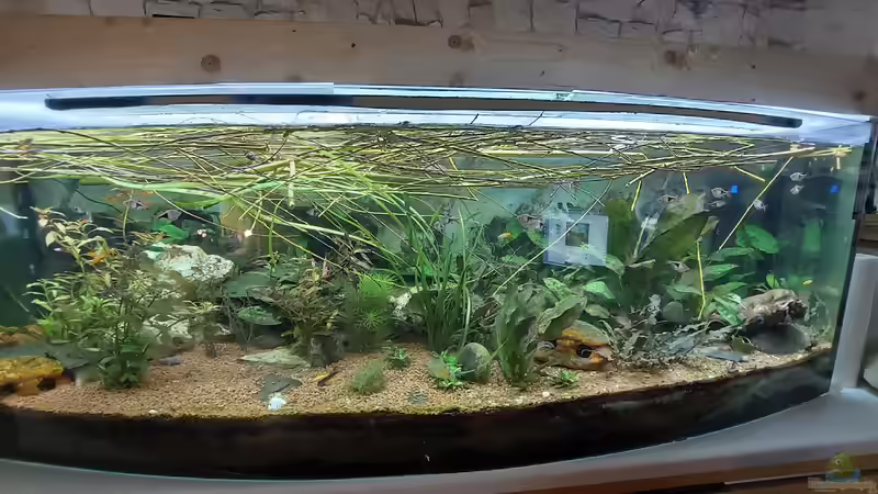 Aquarium Wohnzimmeroase bis 04/2025 von ErfurtOldy (21)
