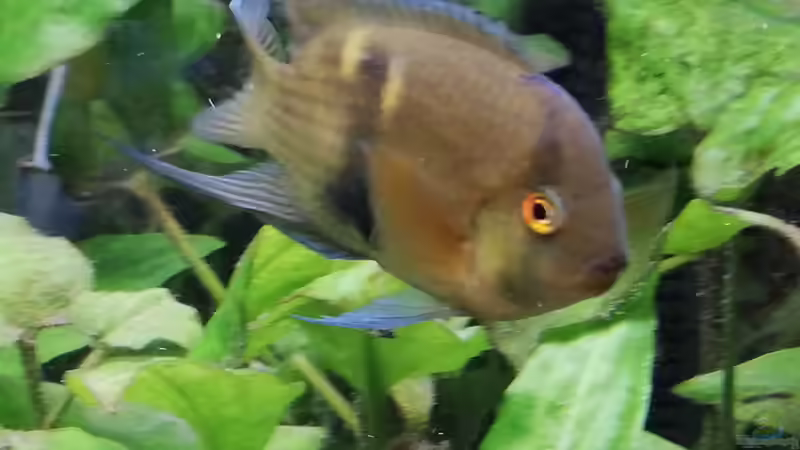 Aquarium Wohnzimmeroase bis 04/2025 von ErfurtOldy (23)