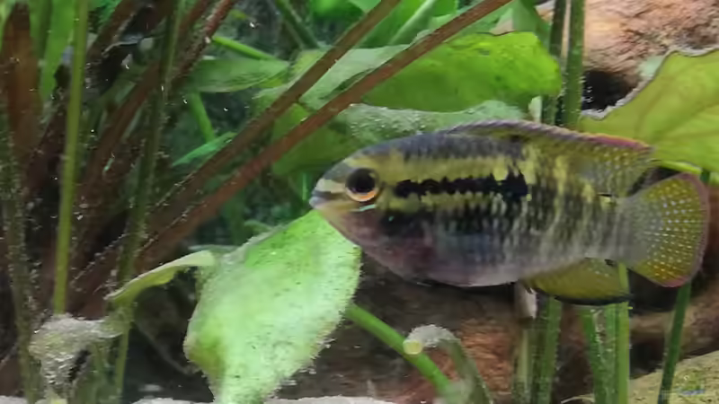 Aquarium Wohnzimmeroase bis 04/2025 von ErfurtOldy (24)