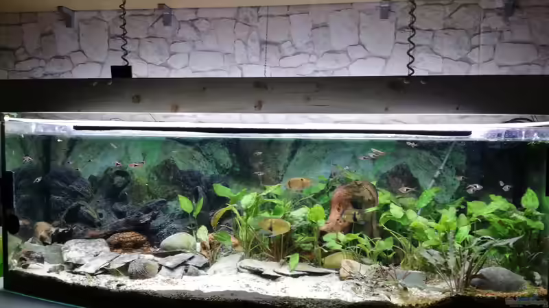 Aquarium Wohnzimmeroase bis 04/2025 von ErfurtOldy (25)
