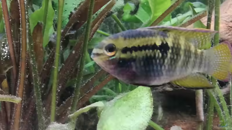 Aquarium Wohnzimmeroase bis 04/2025 von ErfurtOldy (26)