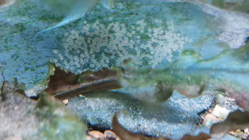 Aquarium Wohnzimmeroase bis 04/2025 von ErfurtOldy (27)