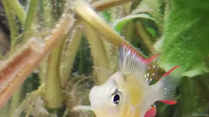 Aquarium Wohnzimmeroase bis 04/2025 von ErfurtOldy (28)