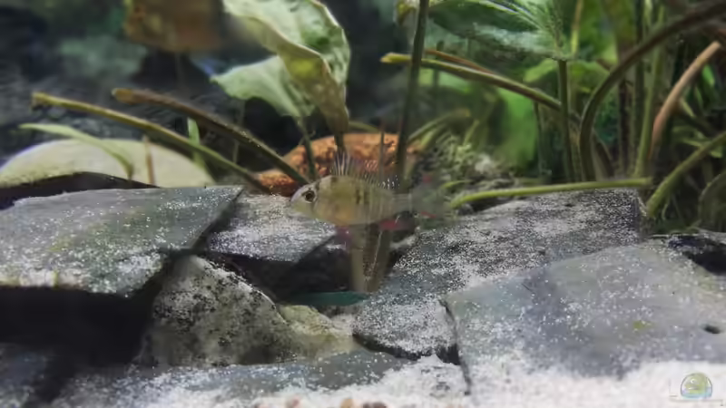 Aquarium Wohnzimmeroase bis 04/2025 von ErfurtOldy (30)