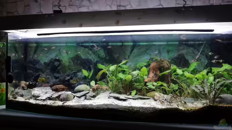 Aquarium Wohnzimmeroase bis 04/2025 von ErfurtOldy (31)