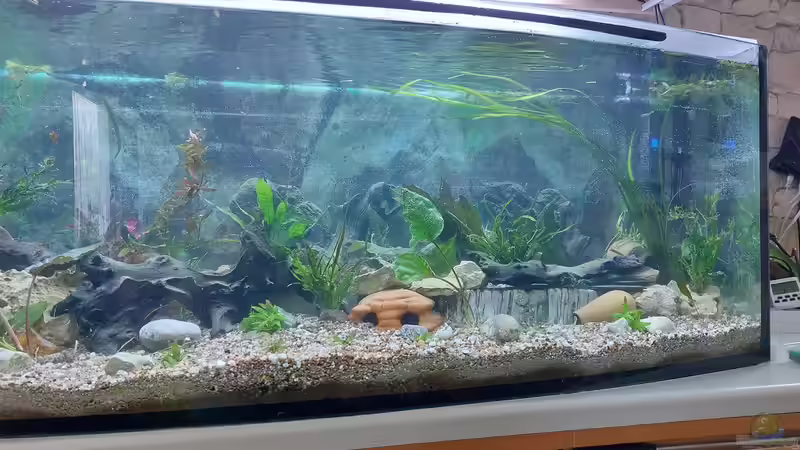 Aquarium Wohnzimmeroase bis 04/2025 von ErfurtOldy (34)