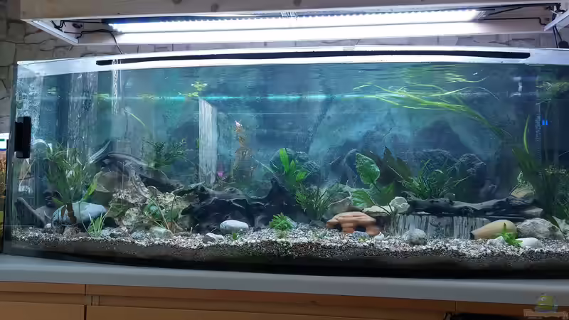 Aquarium Wohnzimmeroase bis 04/2025 von ErfurtOldy (35)