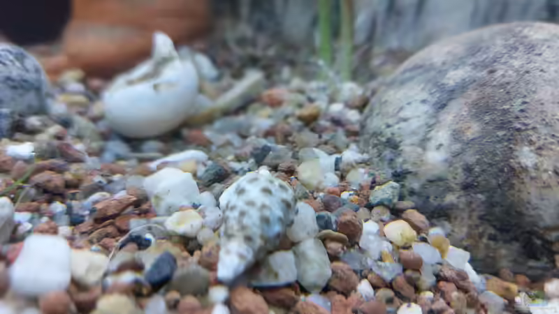 Aquarium Wohnzimmeroase bis 04/2025 von ErfurtOldy (36)