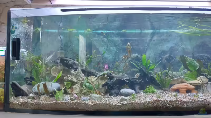 Aquarium Wohnzimmeroase bis 04/2025 von ErfurtOldy (38)