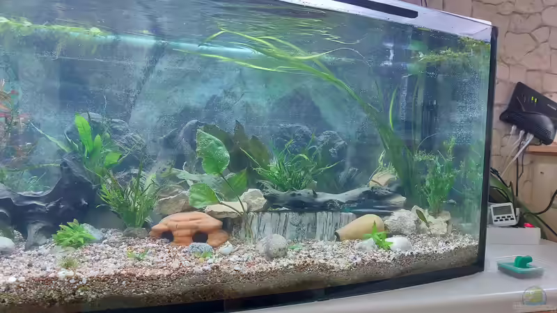 Aquarium Wohnzimmeroase bis 04/2025 von ErfurtOldy (39)