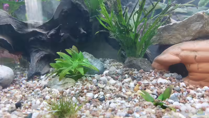 Aquarium Wohnzimmeroase bis 04/2025 von ErfurtOldy (40)