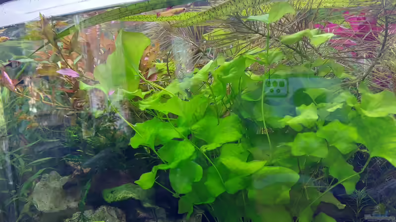 Aquarium Wohnzimmeroase bis 04/2025 von ErfurtOldy (41)