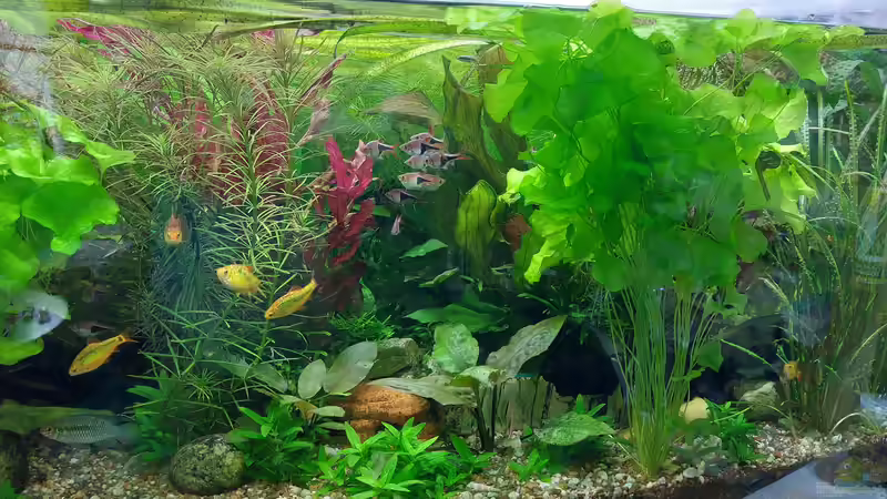 Aquarium Wohnzimmeroase bis 04/2025 von ErfurtOldy (42)