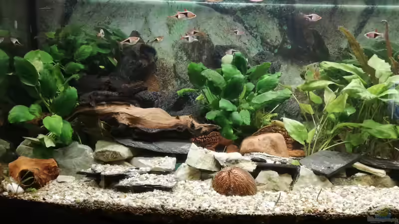 Aquarium Wohnzimmeroase bis 04/2025 von ErfurtOldy (47)