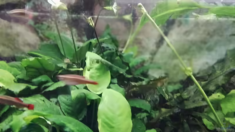 Aquarium Wohnzimmeroase bis 04/2025 von ErfurtOldy (49)