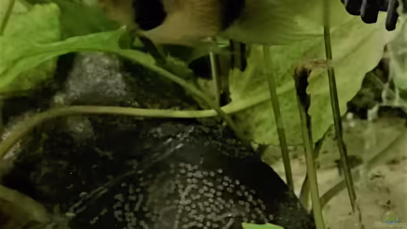 Aquarium Wohnzimmeroase bis 04/2025 von ErfurtOldy (5)