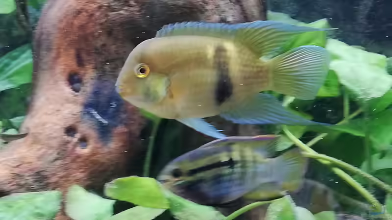 Aquarium Wohnzimmeroase bis 04/2025 von ErfurtOldy (9)