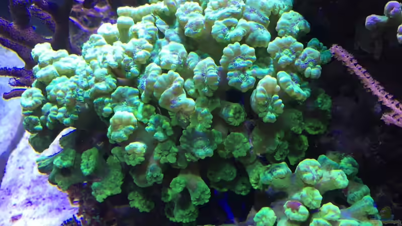 Aquarium Wohnzimmerriff (nur noch als Beispiel) von Tom81 (2)