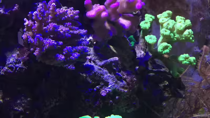 Aquarium Wohnzimmerriff (nur noch als Beispiel) von Tom81 (4)