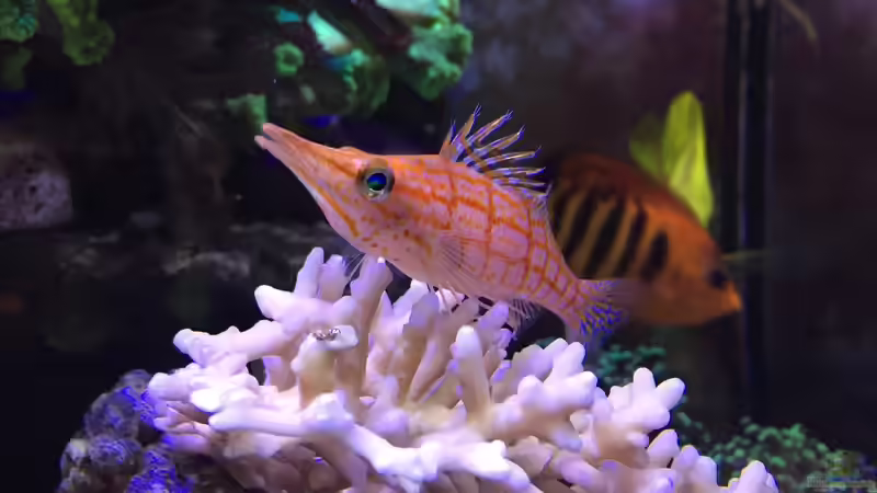 Aquarium Wohnzimmerriff (nur noch als Beispiel) von Tom81 (5)