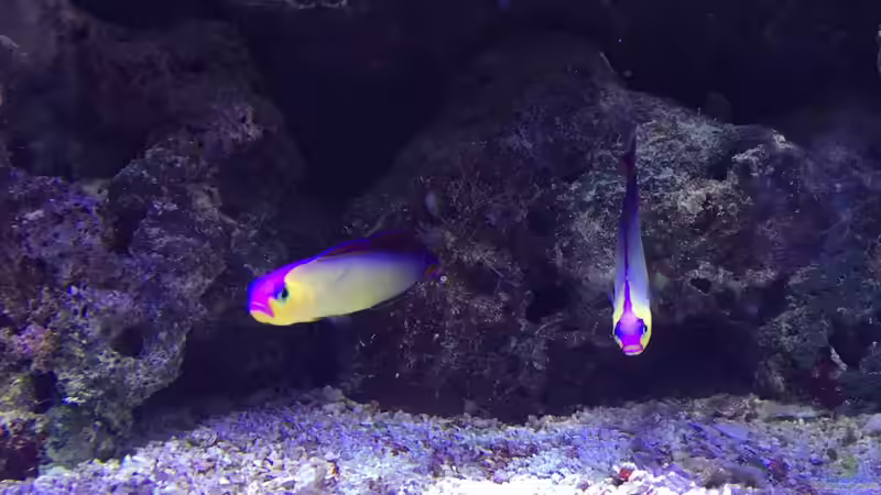 Aquarium Wohnzimmerriff (nur noch als Beispiel) von Tom81 (6)